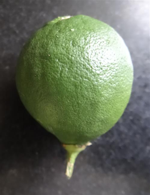 Citrus x limon